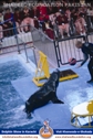 Dolphin Show Karachi Dolphin Show Karachi