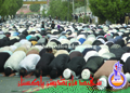Youm-e-Ali (RA) procession Karachi