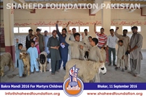 SFP Bakra Mandi Punjab 2016 SFP Bakra Mandi Punjab 2016