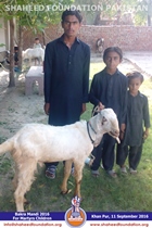 SFP Bakra Mandi Punjab 2016 SFP Bakra Mandi Punjab 2016