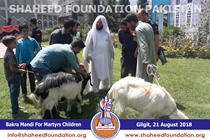 Bakra Mandi 2018 Bakra Mandi 2018