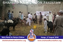 Bakra Mandi 2018 Bakra Mandi 2018