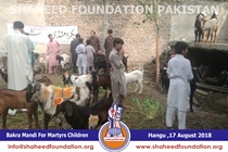 Bakra Mandi 2018 Bakra Mandi 2018