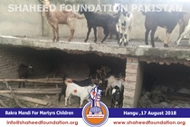 Bakra Mandi 2018 Bakra Mandi 2018