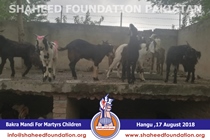 Bakra Mandi 2018 Bakra Mandi 2018