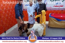 Bakra Mandi 2018 Bakra Mandi 2018