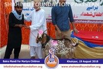 Bakra Mandi 2018 Bakra Mandi 2018