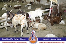 Bakra Mandi 2019 Bakra Mandi 2019