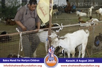 Bakra Mandi 2019 Bakra Mandi 2019