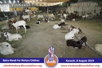 Bakra Mandi 2019 Bakra Mandi 2019