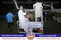 Bakra Mandi 2019 Bakra Mandi 2019