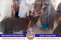 Bakra Mandi 2019 Bakra Mandi 2019