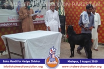 Bakra Mandi 2019 Bakra Mandi 2019