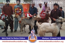 Bakra Mandi 2019 Bakra Mandi 2019