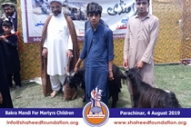 Bakra Mandi 2019 Bakra Mandi 2019