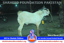 Karachi Bakra Mandi 2013 Karachi Bakra Mandi 2013