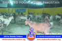 Karachi Bakra Mandi 2013 Karachi Bakra Mandi 2013