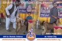 Kohat Bakra Mandi 2013 Kohat Bakra Mandi 2013